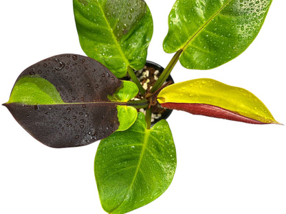 Philodendron Red Moon
