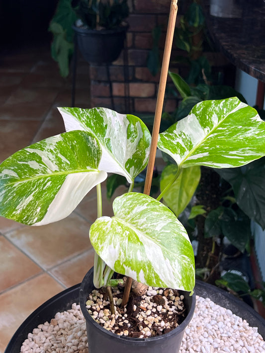 Monstera Borsigana Variegated