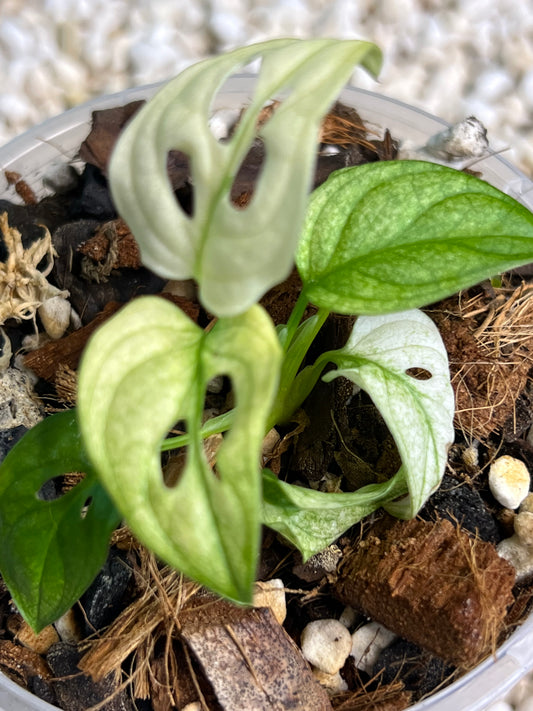 Monstera Adansonii White Mint (the real deal/not mottled)