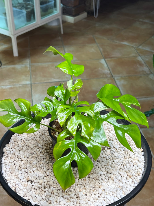 Rhaphidophora Tetrasperma - low variegation