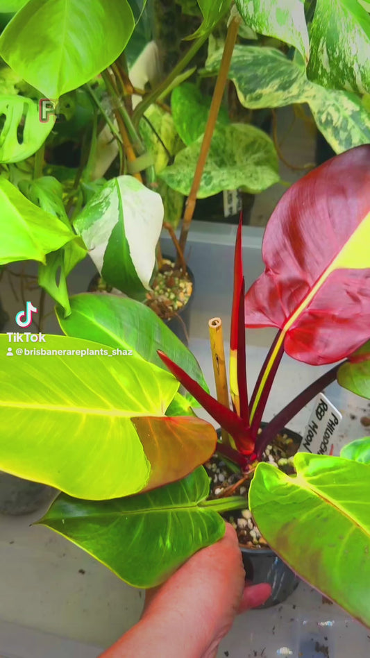 Philodendron Red Moon