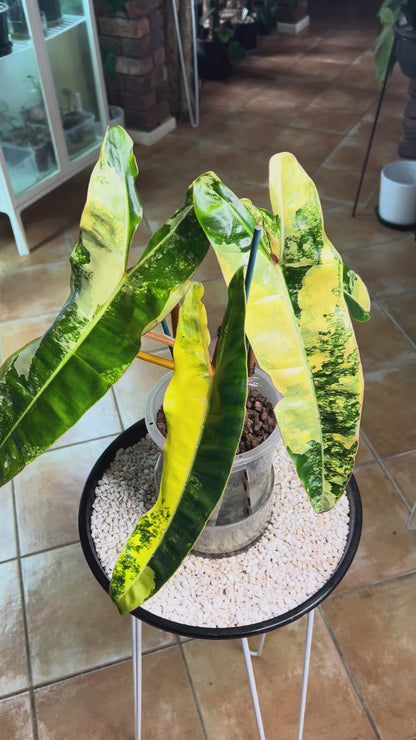 Philodendron Billietiae Variegated