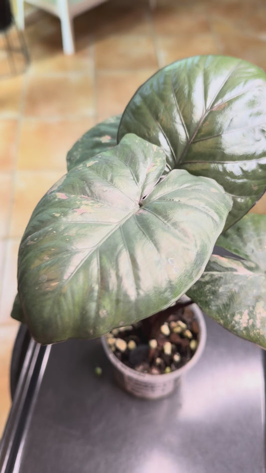 Alocasia Serendipity - Pink and Pretty