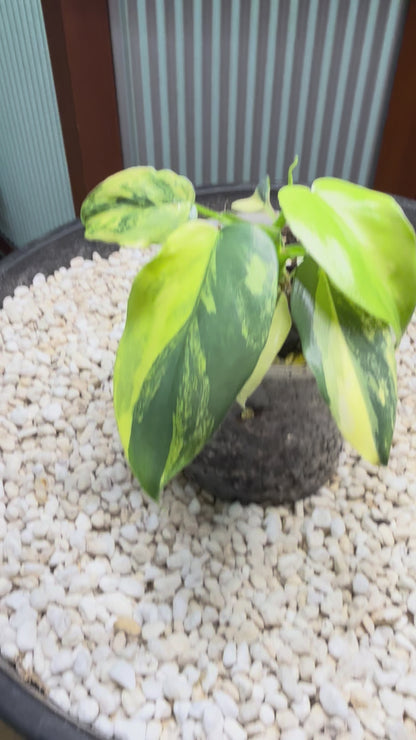 Philodendron Bipenfolium Variegated - PBV 5