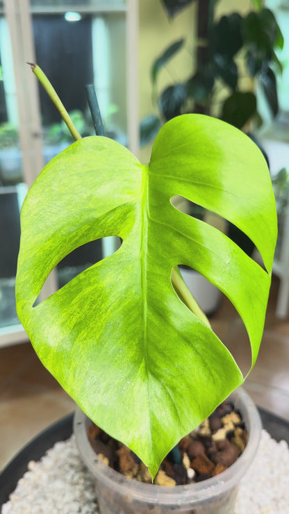 Monstera Aurea Non TC - MA