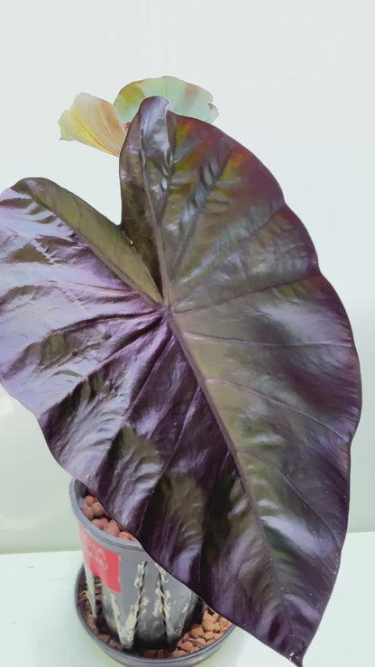 Colocasia Diamond head Medium 8 - large size