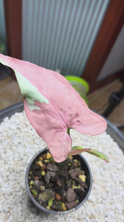 Syngonium Strawberry Milk