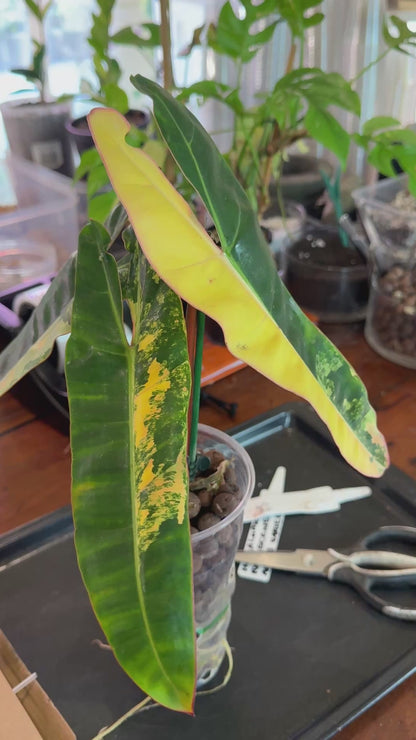 Philodendron Billietiae Non TC Variegated- PBV