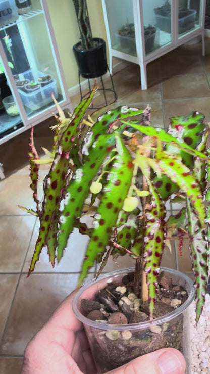 Begonia Amphioxis