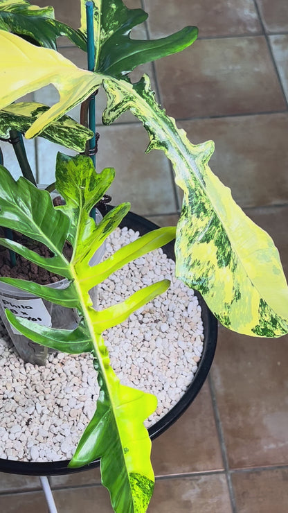 Philodendron Hybrid / Florida Beauty x Mayoi