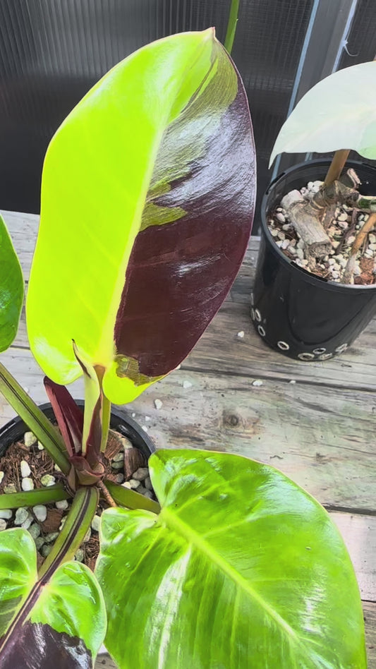Philodendron Red Moon