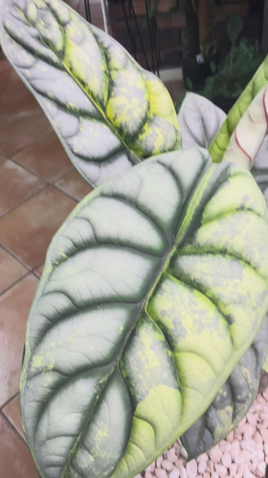 Alocasia Silver Dragon Variegated -ASDV