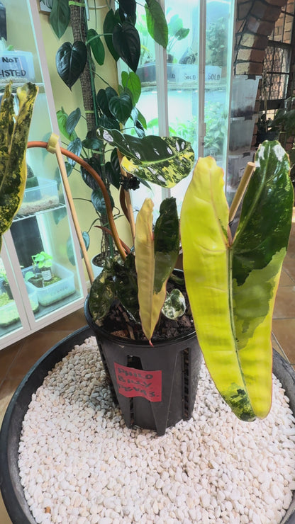 Philodendron Billietiae Variegated 11 leaves
