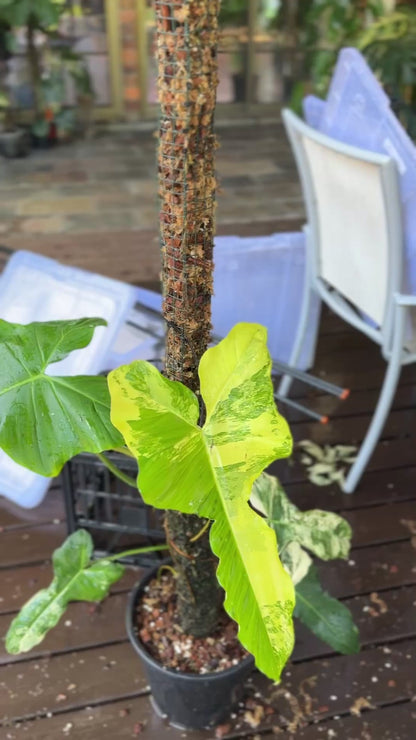 Philodendron Florida Beauty X Parasio Verde Variegated