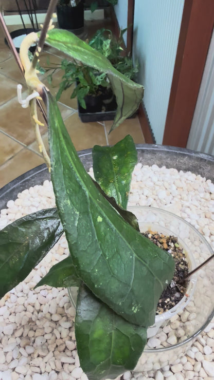 Hoya Clemensiorum 1864 - HC 1864