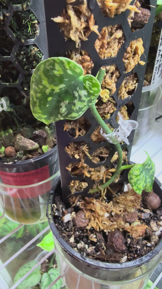 Scindapsus Borneo set up with Moss pole in semi hydro