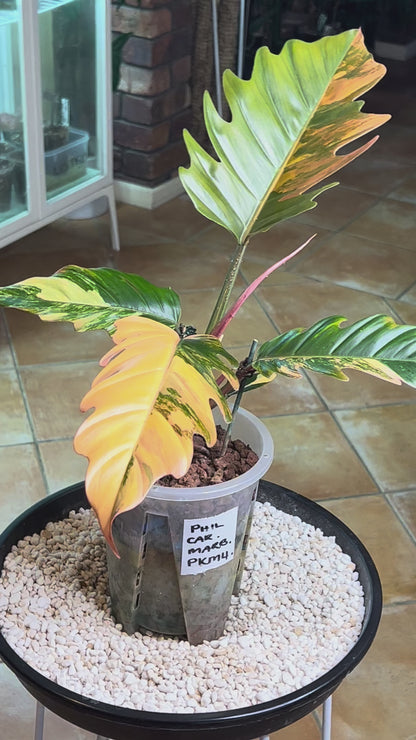 Philodendron Caramel Marble Variegated