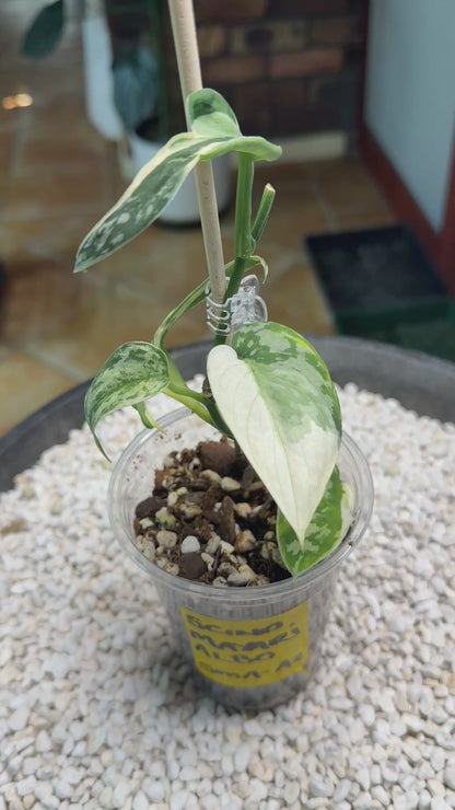 Scindapsus Mayari Albo