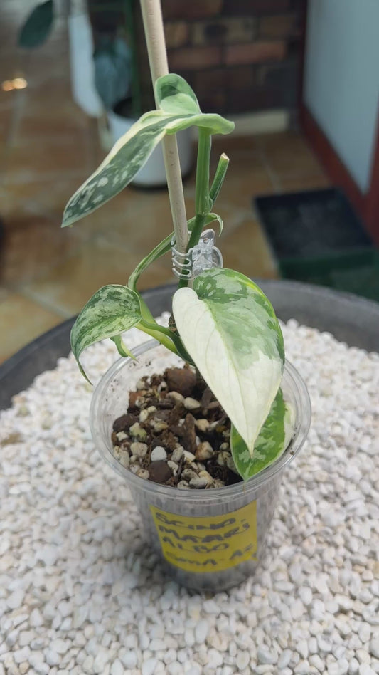 Scindapsus Mayari Albo