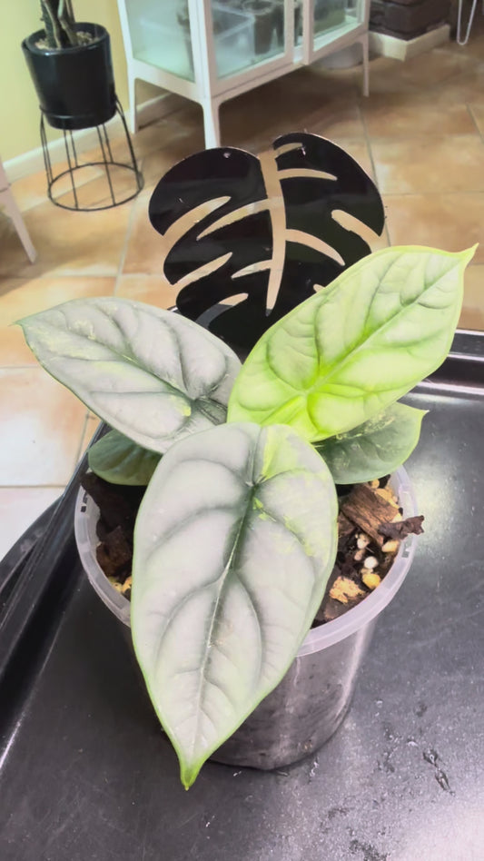 Alocasia Silver Dragon Variegated