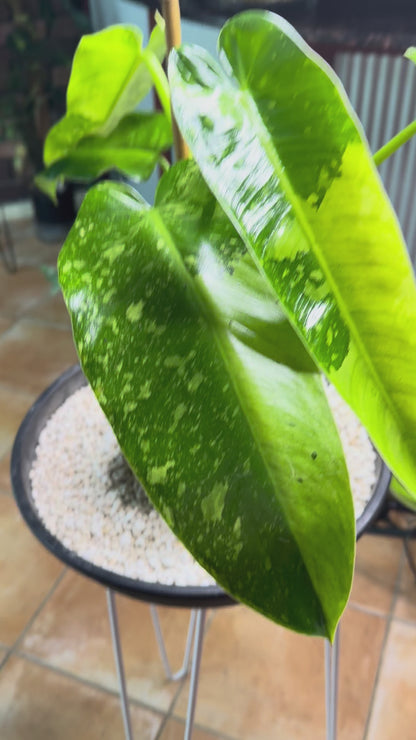 Philodendron Jose Buono - PJB