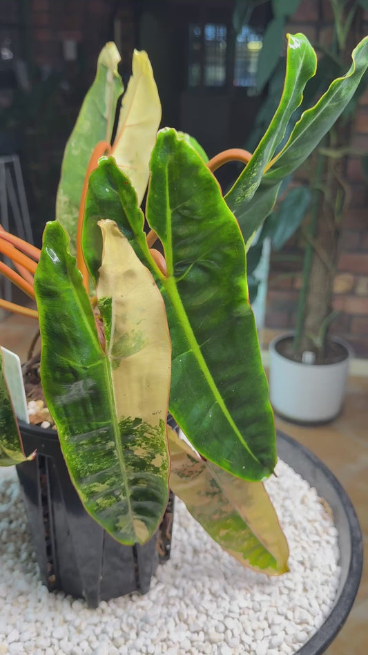 Philodendron Billietiae Variegated 10 leaves