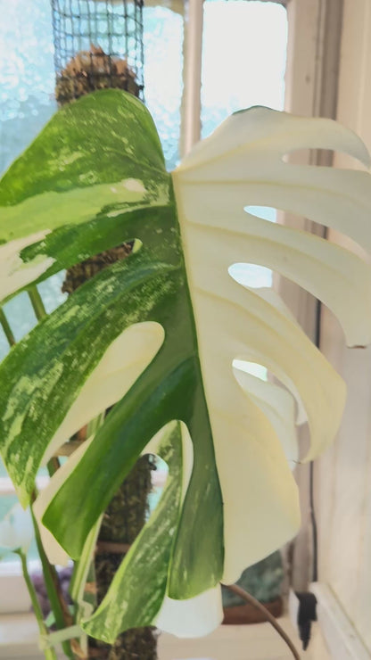 Monstera Albo - 36
