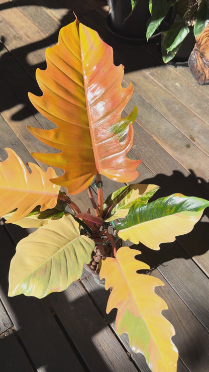Philodendron Caramel Marble Non TC - PKM2