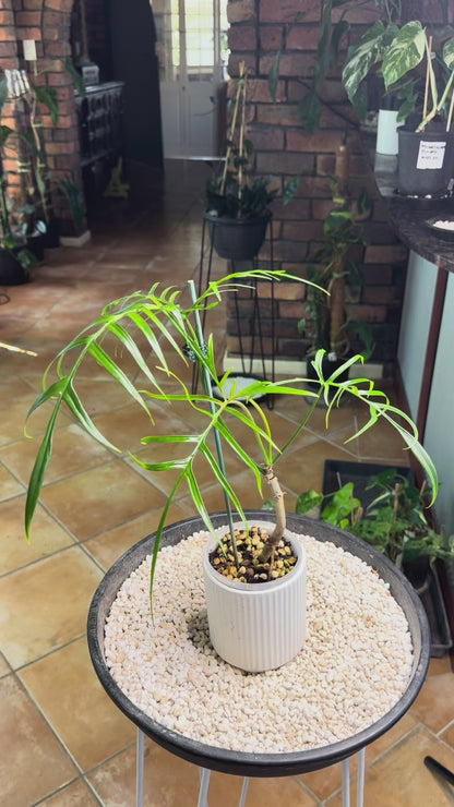 Philodendron Polypioides non tc