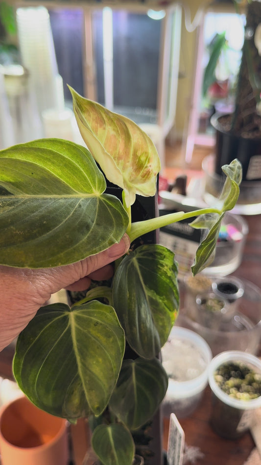 Philodendron Melocronysum Variegated Base - PMV (last video mother before chop)