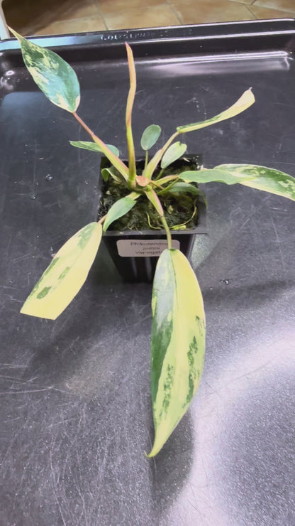 Philodendron Joepii Variegated - (base of plant)