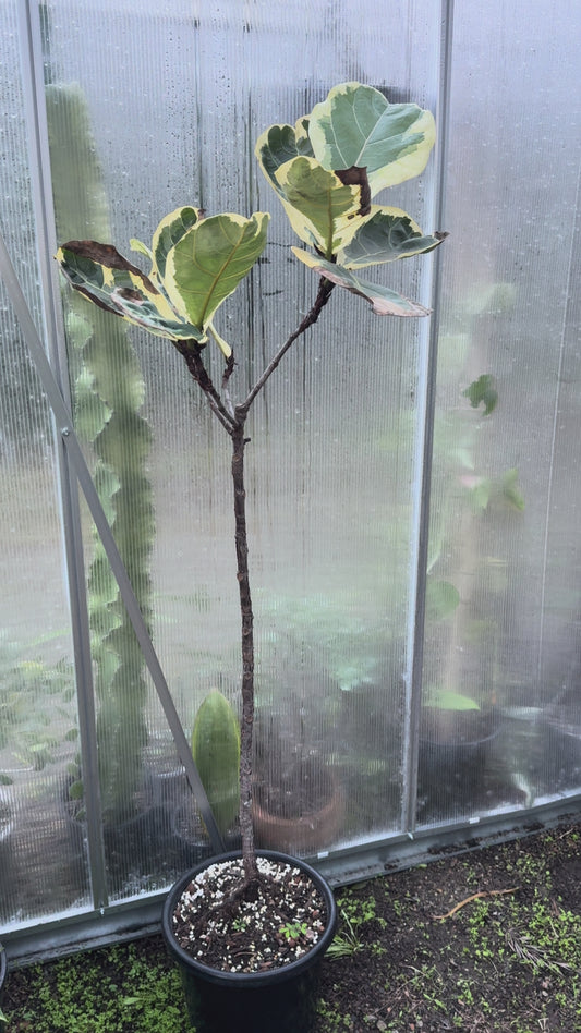 Fiddle Leaf Fig Variegated