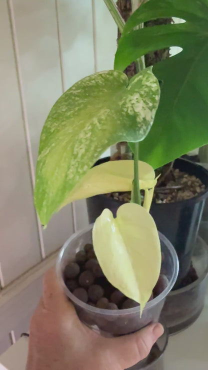 Monstera White Monster - WM2