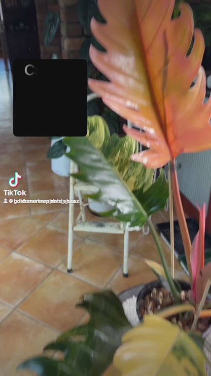 Philodendron Caramel Marble Variegated - PKM4